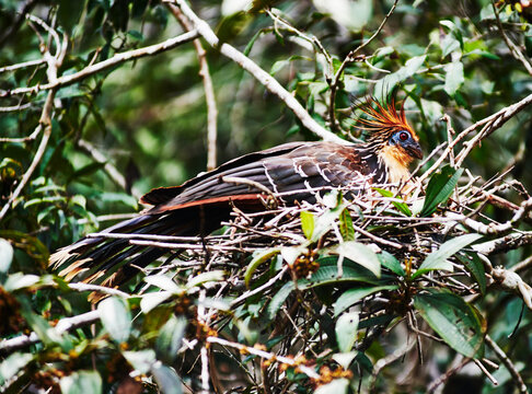 Hoatzin, aka stinky turkeys in the Cuyabeno wildlife reserve, Amazon rainforest, Ecuador, South America