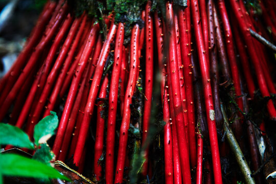 Red roots of an a&ccedil;a&iacute; palm tree, Cuyabeno wildlife reserve, Amazon rainforest, Ecuador, South America