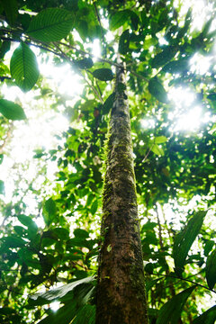 sun shining through the trees in the Cuyabeno wildlife reserve, Amazon rainforest, Ecuador, South America