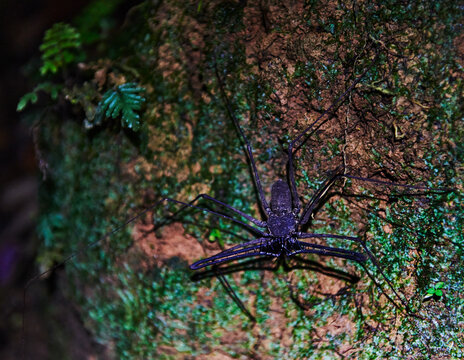 Whip Spider (Phrynidae) or Phrynus operculatus at night in the Cuyabeno wildlife reserve, Amazon rainforest, Ecuador, South America