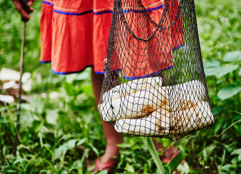 Indigenous woman holding a bag of Yucca root, Cuyabeno wildlife reserve, Amazon rainforest, Ecuador, South America
