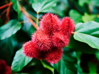 Lipsticktree (bixa orellana) plant in the Cuyabeno wildlife reserve, Amazon rainforest, Ecuador, South America
