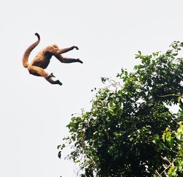 Woolly monkey jumping from tree to tree in the Cuyabeno wildlife reserve, Amazon rainforest, Ecuador, South America