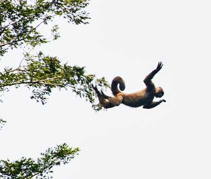 Woolly monkey jumping from tree to tree in the Cuyabeno wildlife reserve, Amazon rainforest, Ecuador, South America