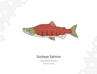 Sockeye Salmon - Oncorhynchus nerka illustration flat