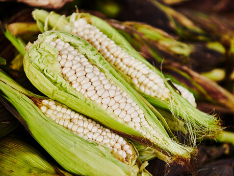 White corn on the cob at the market, Cuenca, South America
