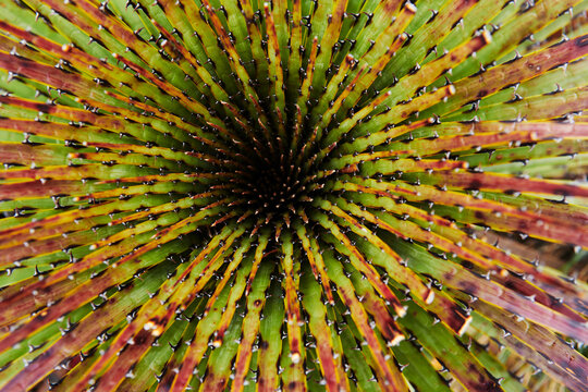 Close up of a puya (Bromelia) plant in the Cajas Natonal Park in the Andean highlands of Ecuador, South America