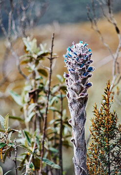 Close up of a puya (Bromelia) plant about to bloom in the Cajas Natonal Park in the Andean highlands of Ecuador, South America