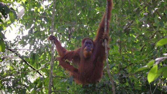 a young male orangutan swings from a vine and looks at the camera in the rainforest of gunung leuser national park on sumatra, indonesia