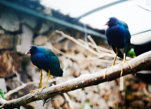 purple gallinule birds