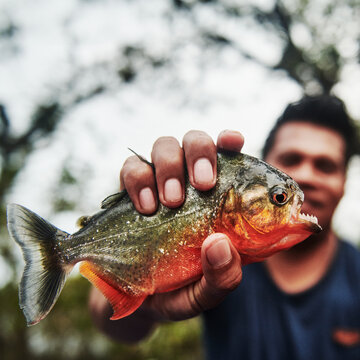 Man holding a piranha fish in Cuyabeno wildlife reserve, Amazon rainforest, Ecuador, South America