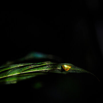 Golden beetle sitting on a leaf at night in the Cuyabeno wildlife reserve, Amazon rainforest, Ecuador, South America
