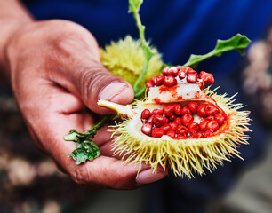 Hands holding a Bixa orellana aka achiote plant used to create red paint 