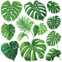 Monstera Clipart Collection