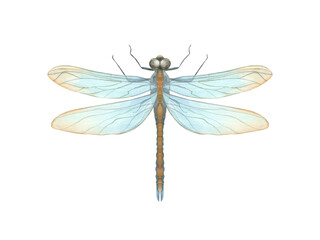 Blue orange Dragonfly. Summer flying insect. damselfly in Art Nouveau style. Top side, macro view. Watercolor illustration. For wedding invitations, birthday cards, greetings.