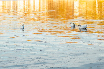 Three snow geese floating in the St. Lawrence River during a spring golden hour morning, Cap-Rouge area, Quebec City, Quebec, Canada