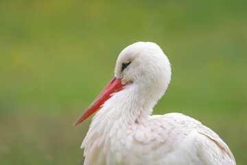 Une belle cigogne blanche 