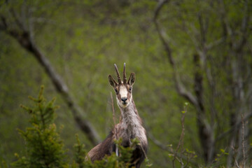 a adult chamois buck in change of coat, on the mountains in the hohen tauern national park in...