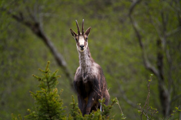 a adult chamois buck in change of coat, on the mountains in the hohen tauern national park in...