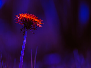 orange fantasy dandlion with long stem