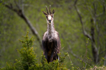 a adult chamois buck in change of coat, on the mountains in the hohen tauern national park in...