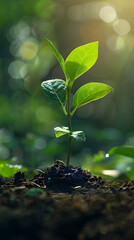 Reforestation Symbol: Photo Realistic Seedling Icon Planted in Soil Concept