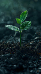A Seedling Icon Planted in Soil: Reforestation and Environmental Balance Concept