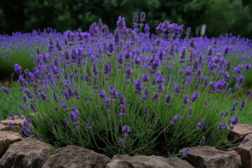 purple crocuses in the garden, Locate a lavender field or area with lavender plants in bloom. Lavender fields are often found in rural areas or at lavender farms