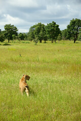 Lions roaming in Tanzania green savanah