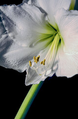white lily closeup, nacka,sverige,sweden,stockholm,Mats