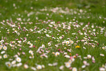 at an early stage, the first daisies on a green mountain meadow at a sunny spring day