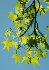 Sunlit Maple Leaves Against Clear Blue Sky