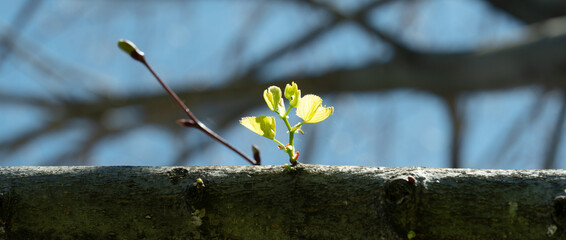 New Growth on Old Tree Branch in Spring