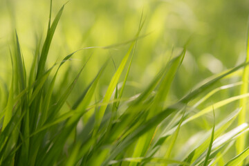 Lush Green Grass in Soft Light