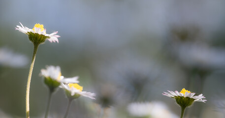 Delicate Wildflowers in Soft Focus
