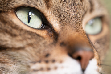 Enthralling Close-Up of a Cat's Vivid Green Eyes