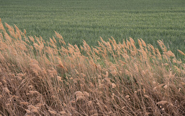 Naklejka premium Contrast of Golden Reeds and Green Wheat Field