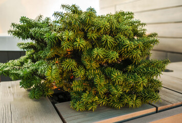 Small Decorative Pine Tree