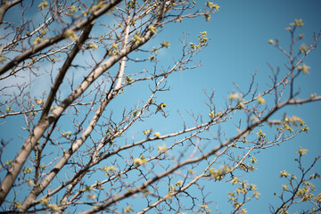 Yellow Warbler Perched on Budding Branches