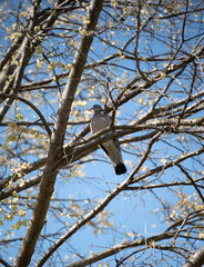 Wood Pigeon Perched in Early Spring Tree