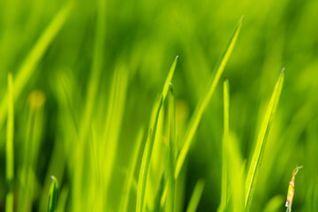 Vibrant Green Grass Close-Up