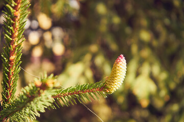 Świerk pospolity ,Picea abies (L.) H.Karst