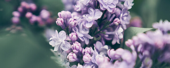 Banner.Spring flower. A blooming lilac bush with a delicate tiny flower. Lilac lilac flower on a...