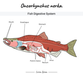 Sockeye Salmon oncorhynchus nerka fish digestive system