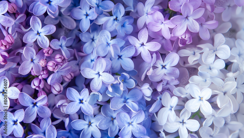 Poster a closeup of lilac flowers in various shades, creating an intricate pattern. the background is a sof