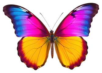 PNG Butterfly animal insect white background.