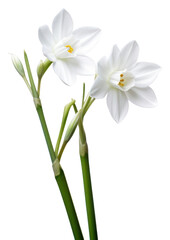 Fototapeta premium PNG Spring flower blossom plant white.