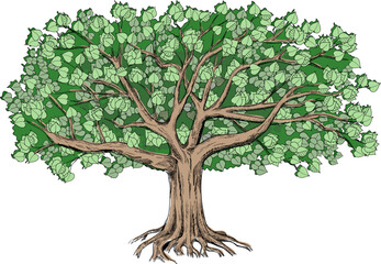 Green tilia with a large green crown. Big vector illustration  can be used like element of design and background. 