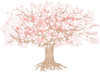 Blooming cherry tree. Large vector illustration can be used as a background and as a design element.