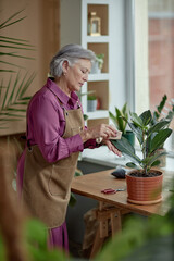 Vertical side view portrait of grey haired senior woman caring for green plants at home and enjoying gardening